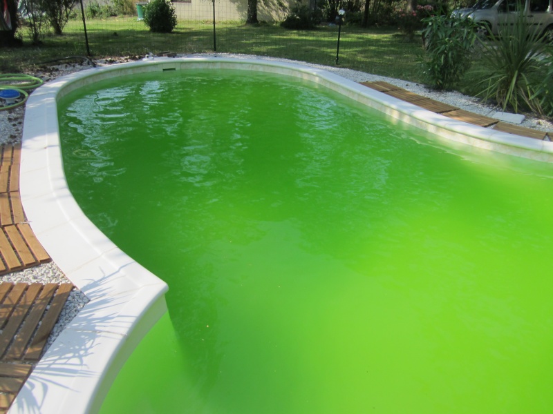 Zöld lett a víz a medencében?