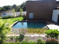 Vodné rastliny do jazierka