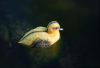 Pontec Plávajúce kačiatko z umelej hmoty