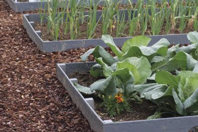 Okraj jezírka - Oase PondEdge pond rim 19 cm, 25 m