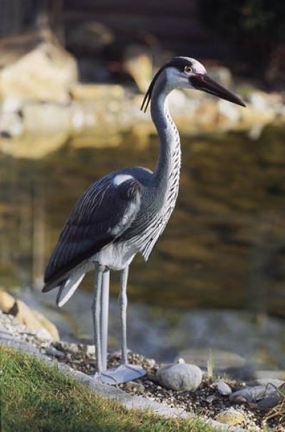 Pontec Teichfigur Fischreiher