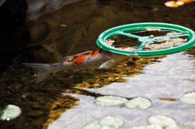 Pontec PondoFeed Ring - Mangeoire à poissons