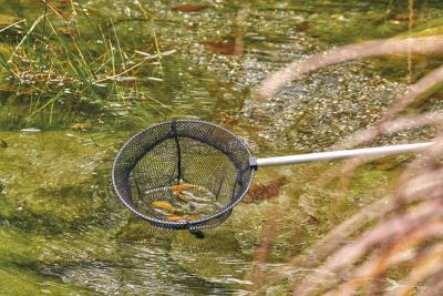 Oase Prise de poisson - grande