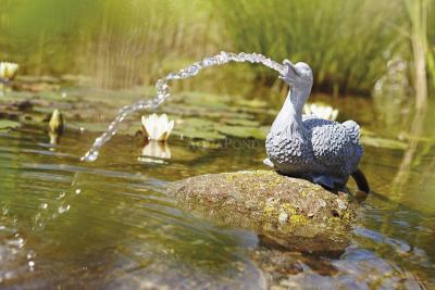 Oase Canard - jaillissant de l'eau