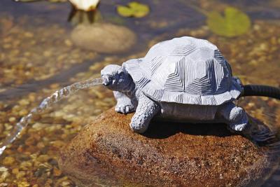Oase Tortue - jaillissant de l'eau