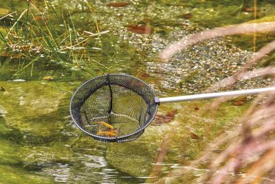 Oase Pesca pesce - piccola