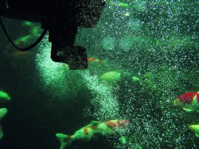 Oase SwimSkim 50 - odpieniacz stawowy