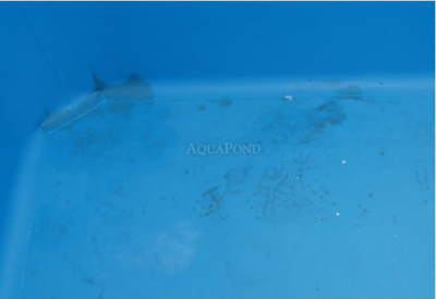 RENOLIT ALKORPLUS - odplamiacz 1l