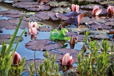Pontec PondoHyacinth