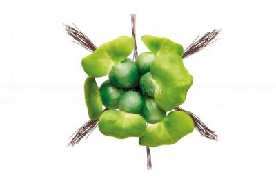 Pontec PondoHyacinth