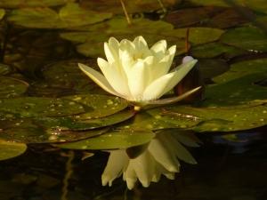 Bio jazierko, záhradné jazierka